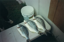 Bream 2