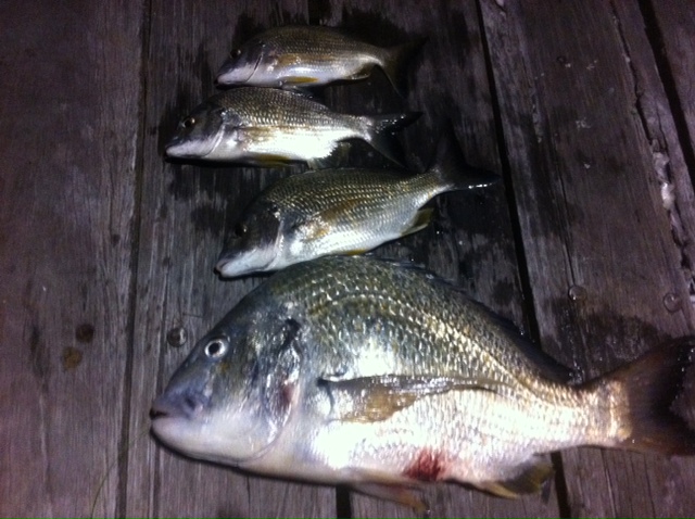 Bream1