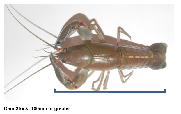 Dam Yabbies Size