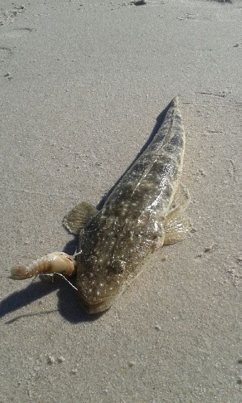 Flathead with Yabbie