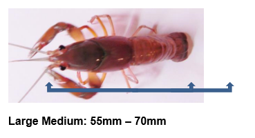 Large Medium Yabbies Size