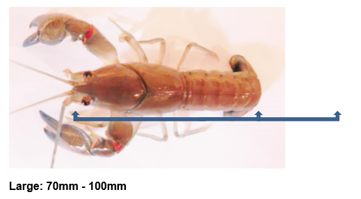 Large Yabbies Size