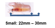 Small Yabbies Size