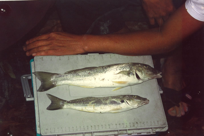 Whiting 2