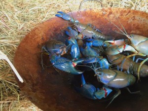 Wok Yabbies Web
